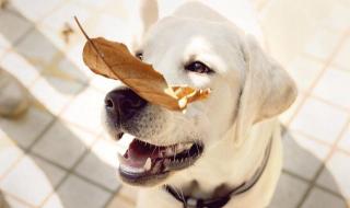 可可洛克月季优缺点 洛克王国可可树在哪